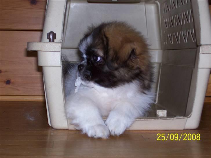 Tibetansk spaniel Frida (Shangri-La) - Jeg kan da også godt være sød billede 13
