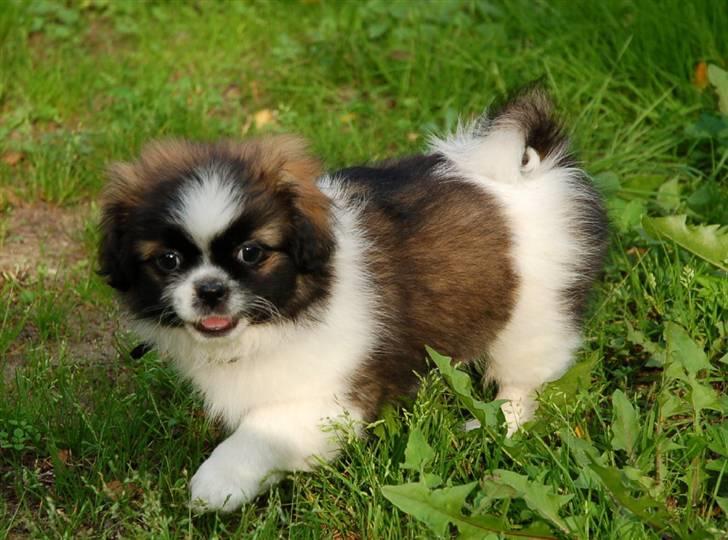 Tibetansk spaniel Frida (Shangri-La) billede 14