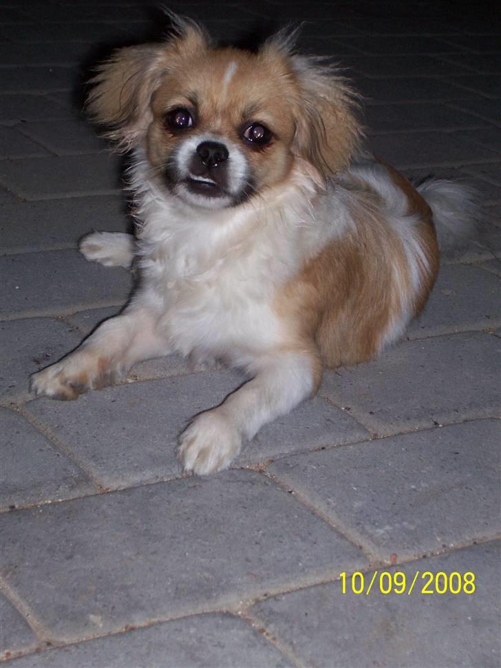 Tibetansk spaniel Sweetie (Mor til 4) billede 19