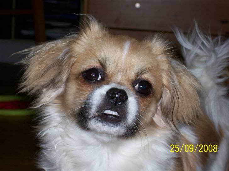 Tibetansk spaniel Sweetie (Mor til 4) billede 20