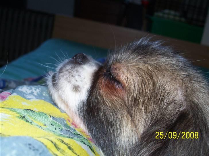 Tibetansk spaniel No-Ma (Sommerlyst) billede 16