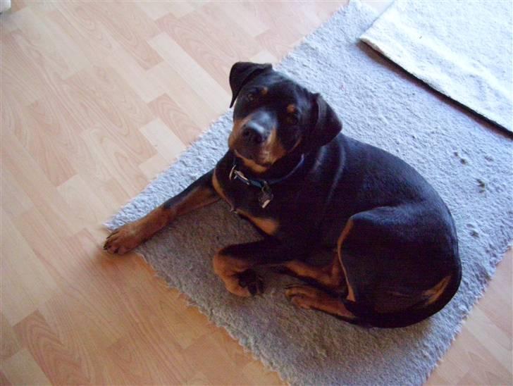 Blanding af racer Loui - Kong Loui billede 1