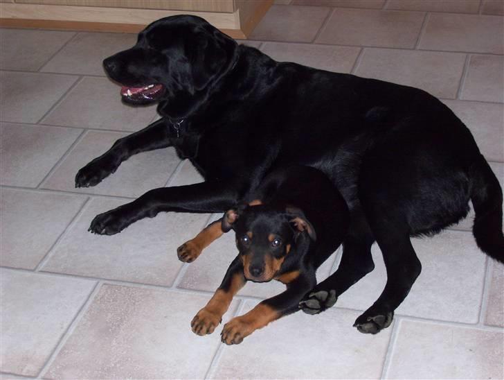 Blanding af racer Loui - Loui en af de første dage. Med onkel Rocco i baggrunden billede 2