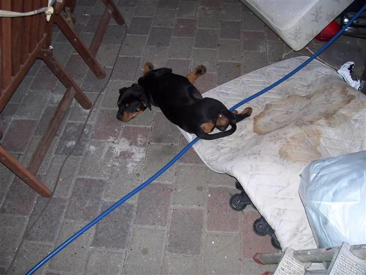 Blanding af racer Loui - Loui kan altid finde de mærkeligste steder at sove billede 3