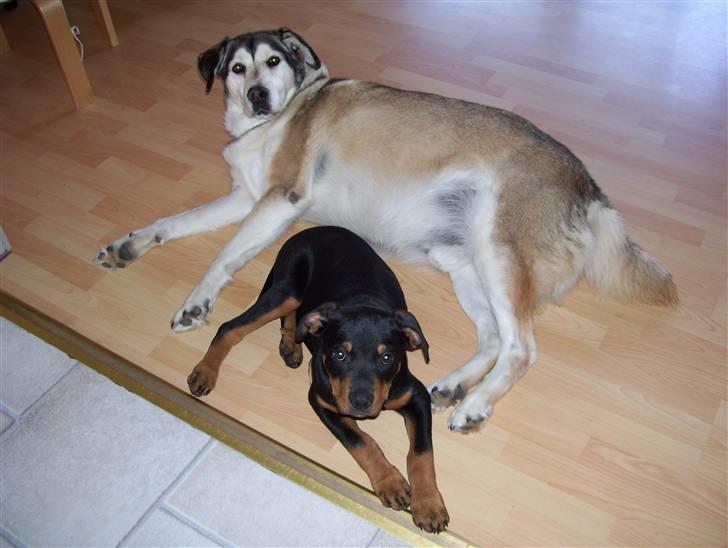 Blanding af racer Loui - Loui med onkel Jaco. De kan dog ligge tæt indimellem, når Jaco ikke opdager at vi ser det.. billede 4