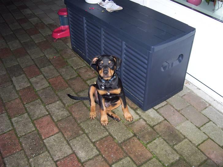 Blanding af racer Loui - Ser den ikke uskyldig ud??? Det er den IKKE. Her har den lile begravet mors Garden schwerk billede 5