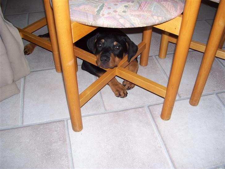 Blanding af racer Loui - Sover altid mærkelige steder... billede 6