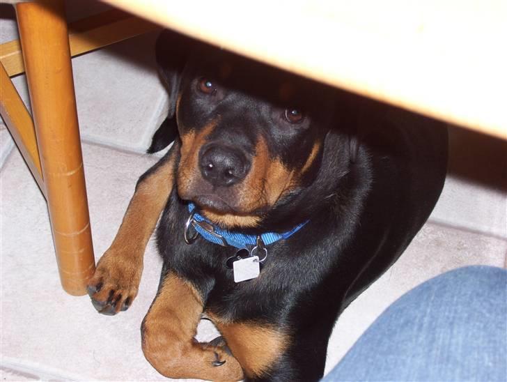 Blanding af racer Loui billede 7