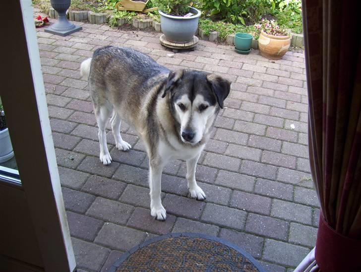 Blanding af racer Jaco billede 7