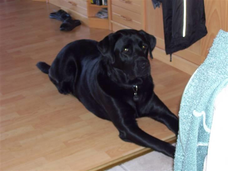 Blanding af racer Rocco - You cant touch this.. billede 6