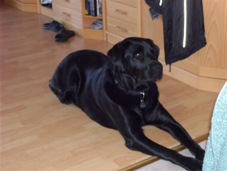 Blanding af racer Rocco - Du for lækker lækker lækker lækker..... billede 7