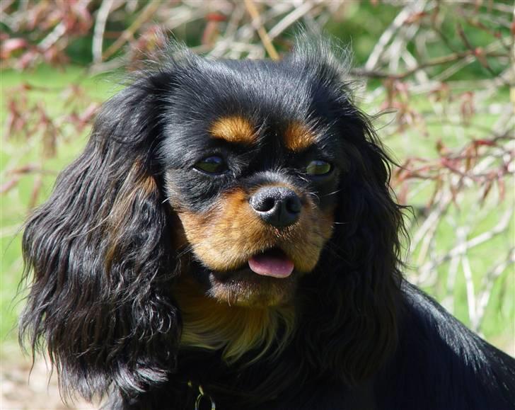 Cavalier king charles spaniel Tria - Tria 9 mdr. billede 1