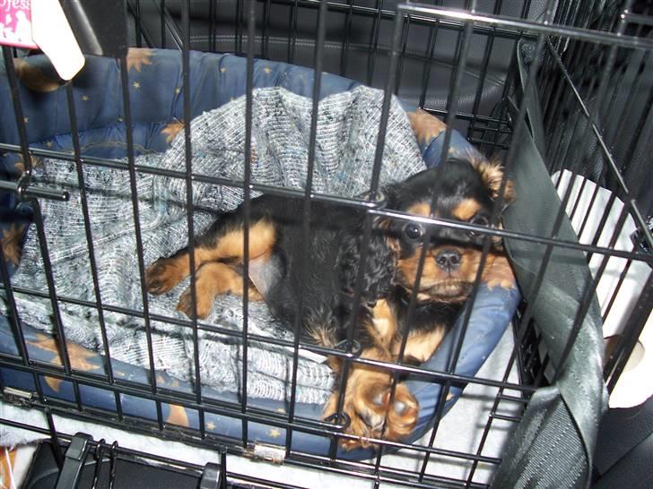 Cavalier king charles spaniel Tria - 5½ times køretur hjem fra Tyskland billede 2
