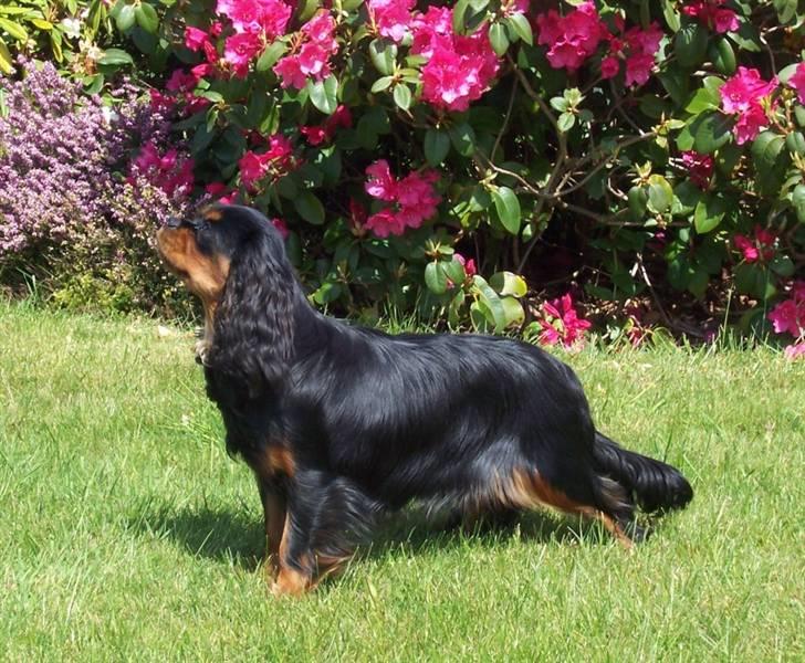 Cavalier king charles spaniel Tria - 10 mdr. billede 3