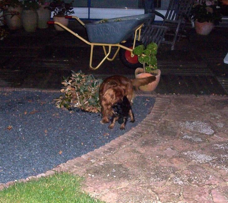 Cavalier king charles spaniel Tria - Første møde med Canis billede 4