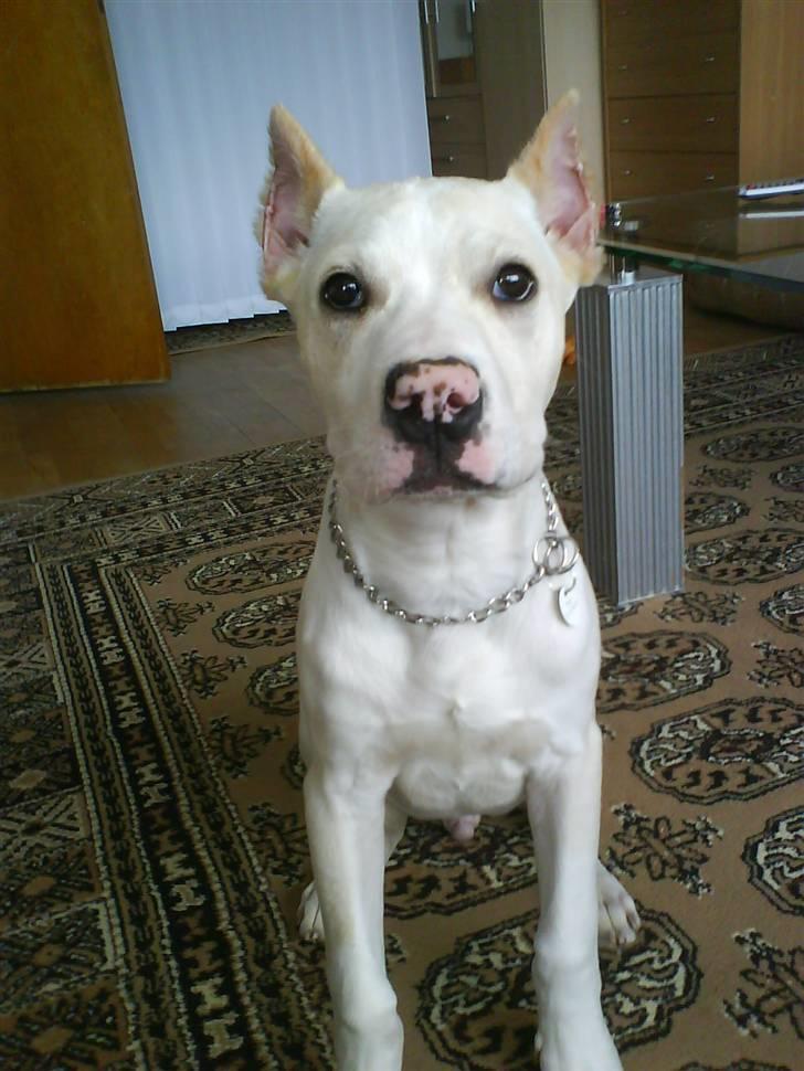 Amerikansk staffordshire terrier Pako (lille skind) - "den frygtlige kamphund" thi hi billede 14