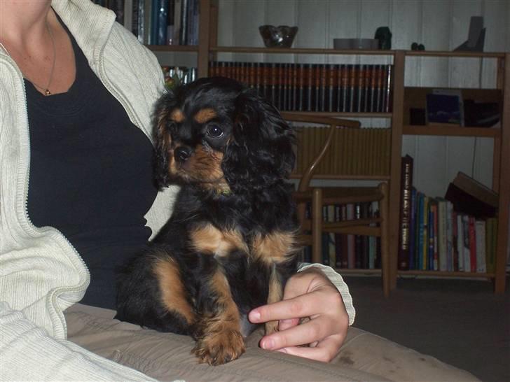 Cavalier king charles spaniel Tria billede 5