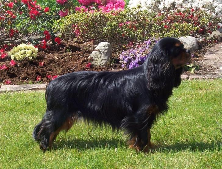 Cavalier king charles spaniel Tria - 10 mdr. billede 6