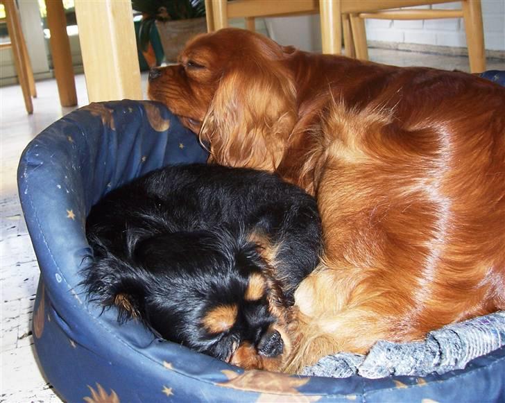 Cavalier king charles spaniel Tria - Vi sover lige - Canis og mig billede 7