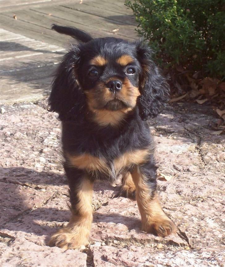 Cavalier king charles spaniel Tria billede 8