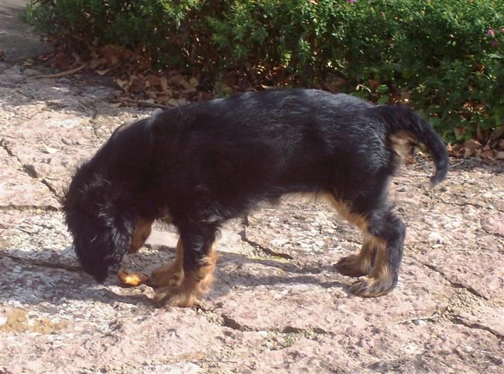 Cavalier king charles spaniel Tria - Har fundet en æbleskræl i haven billede 9
