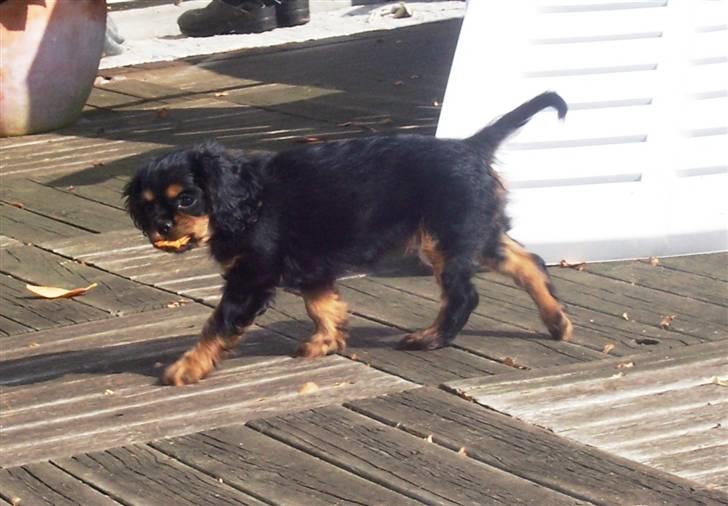 Cavalier king charles spaniel Tria - ...løber lige med æbleskrællen billede 10