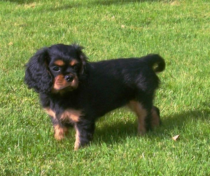 Cavalier king charles spaniel Tria billede 11