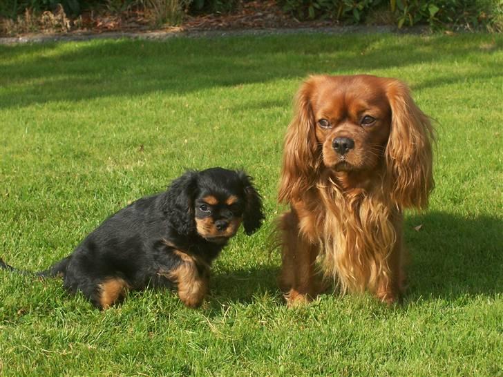 Cavalier king charles spaniel Tria - Canis er min nye bedste ven! billede 12