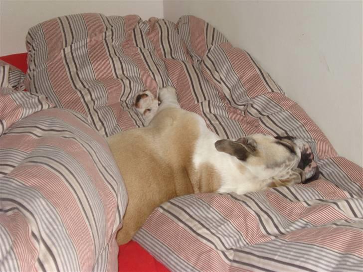 Engelsk bulldog Fiona RIP  - ZzzZzzzZ billede 4