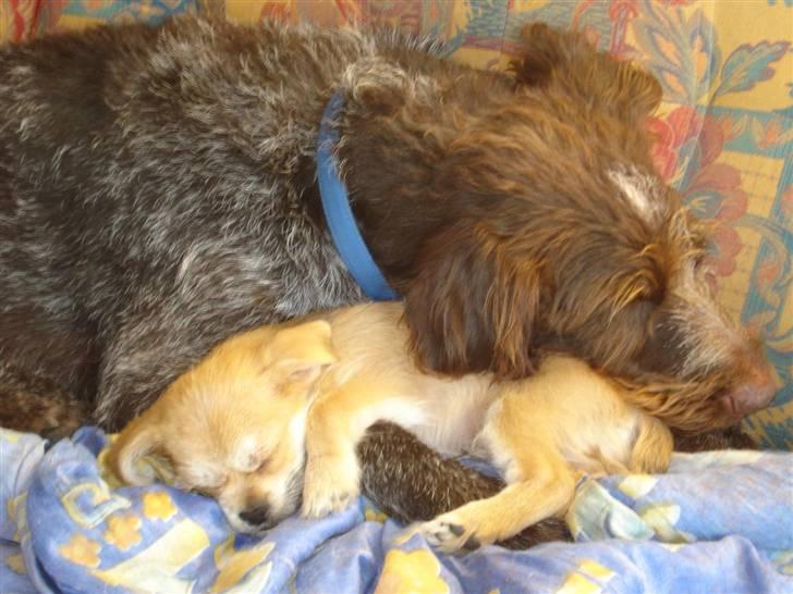 Blanding af racer Chicko <3 - Chicko og familiens hund buster <3, har i nogle sinde set noget så sødt? billede 11