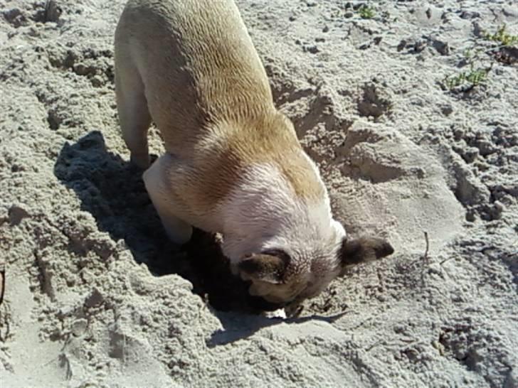 Engelsk bulldog Fiona RIP  - Fiona graver ned til kineserne billede 5