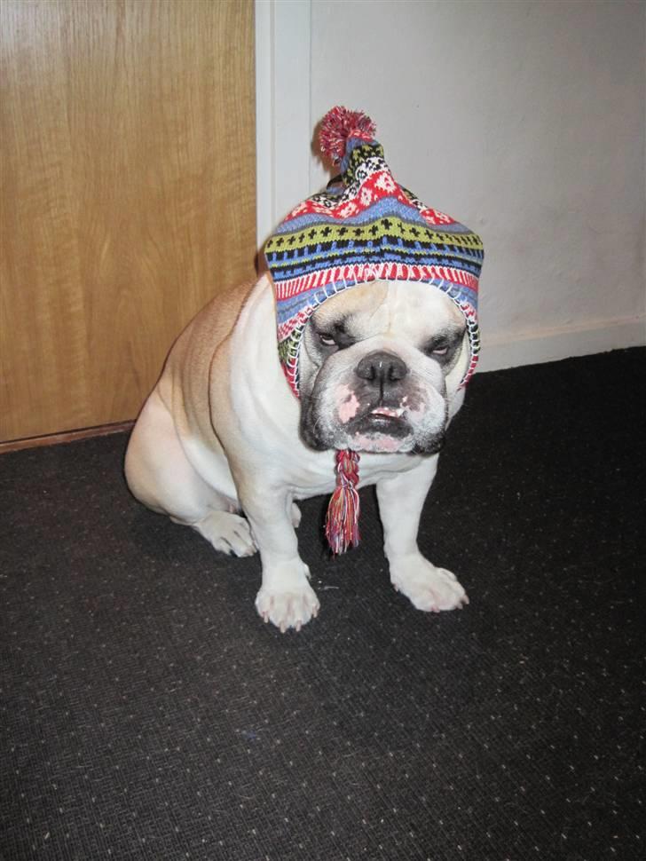 Engelsk bulldog Fiona RIP  billede 6