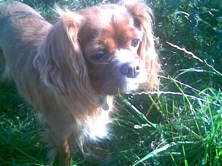Cavalier king charles spaniel Dali (r.i.p 2008) - Taget i dag 25/9 2008, på den sidste gåtur billede 9