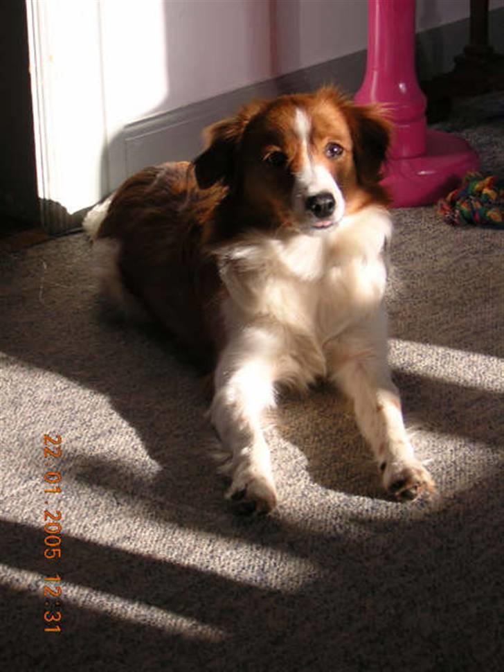 Kooikerhondje Didi - Didi billede 1