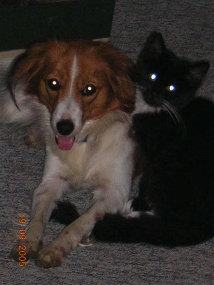 Kooikerhondje Didi - Didi billede 2