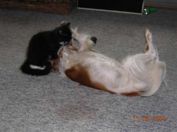 Kooikerhondje Didi - Didi billede 3