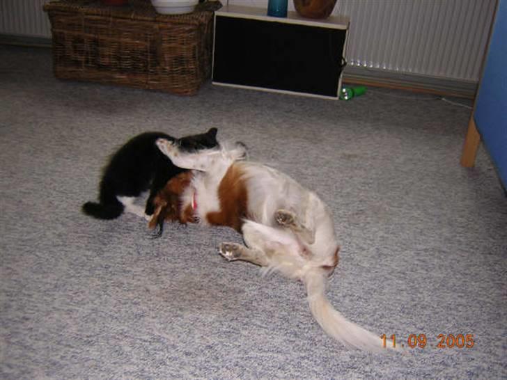 Kooikerhondje Didi - Didi billede 4