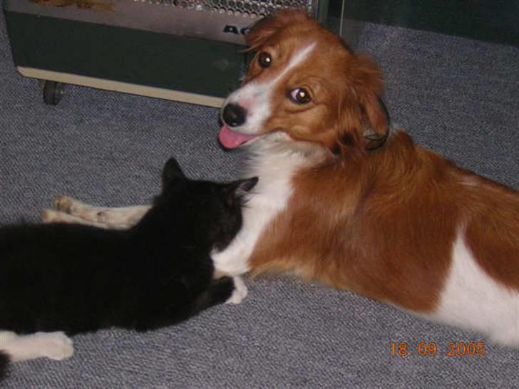 Kooikerhondje Didi - Didi billede 5