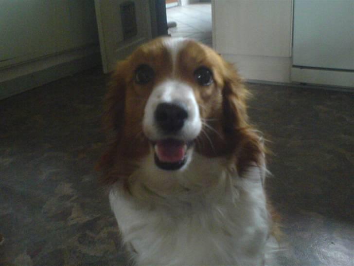 Kooikerhondje Didi - Didi billede 6