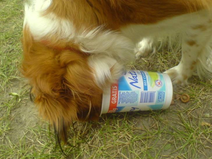 Kooikerhondje Didi - Didi billede 7