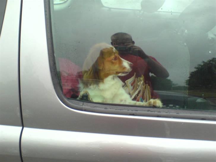 Kooikerhondje Didi - Didi billede 8