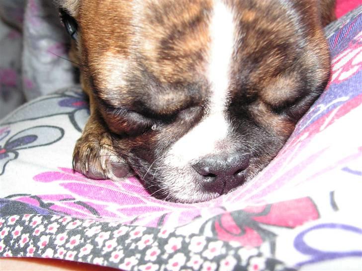 Fransk bulldog bums billede 12