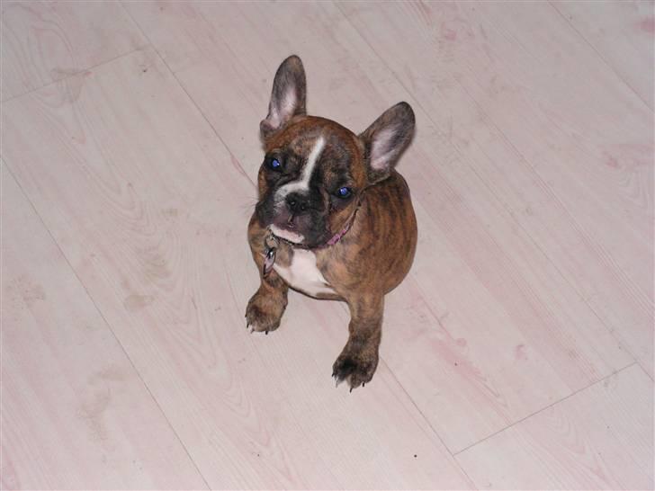 Fransk bulldog bums billede 13