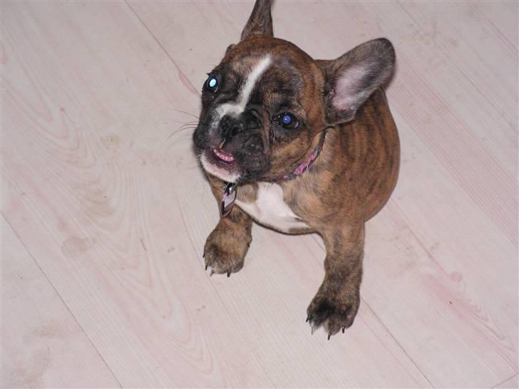 Fransk bulldog bums billede 14