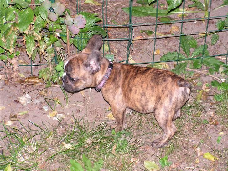 Fransk bulldog bums billede 15