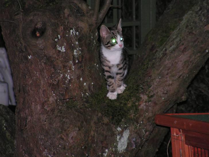 Fransk bulldog bums billede 16