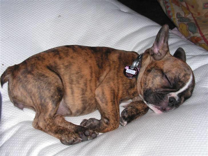 Fransk bulldog bums billede 17