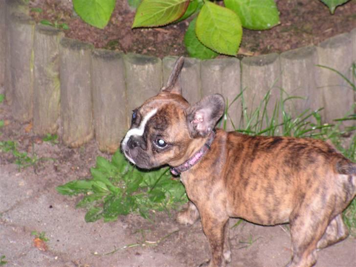 Fransk bulldog bums billede 18