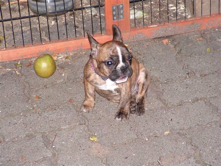 Fransk bulldog bums billede 19