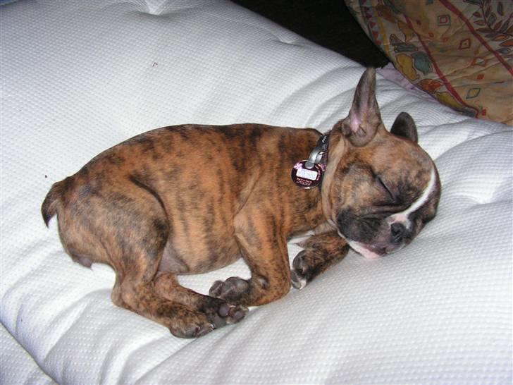 Fransk bulldog bums billede 20